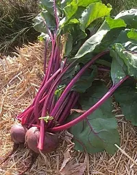 Baishnab Beetroot seed 50 per packet   rbPremium Vegetable Beetroot Seeds Op   Sow and Grow Fresh Healthy Seed in Your Garden Perfect for Home   Terrace Gardening High Germination Seeds50PIECE-thumb2