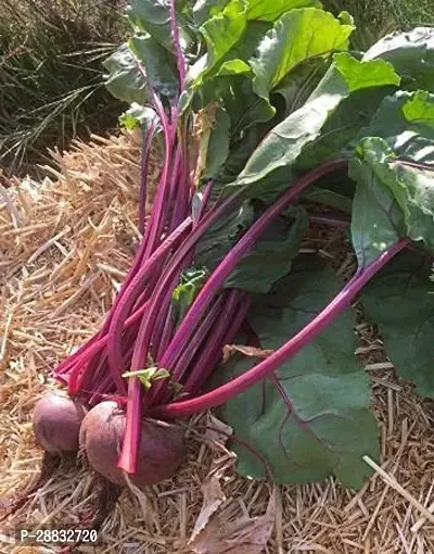 Baishnab Beetroot seed 50 per packet   rbPremium Vegetable Beetroot Seeds Op   Sow and Grow Fresh Healthy Seed in Your Garden Perfect for Home   Terrace Gardening High Germination Seeds50PIECE-thumb3