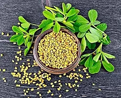 Baishnab methi seedsFenugreek Methi Seeds Methi Dana Seeds FS58150PIECE-thumb2