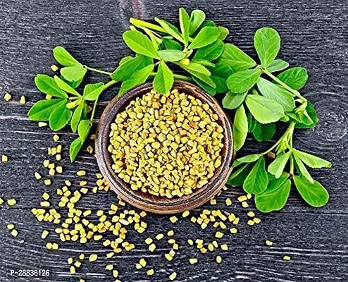 Baishnab methi seedsFenugreek Methi Seeds Methi Dana Seeds FS58150PIECE-thumb3