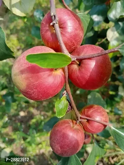 Baishnab  Kashmiri Red Apple Ber Plant CF054 Ber-thumb0