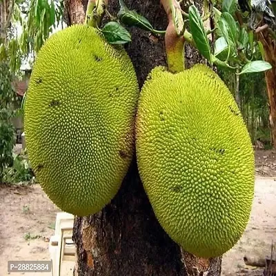 Baishnab  h01 Jack Fruit Plant