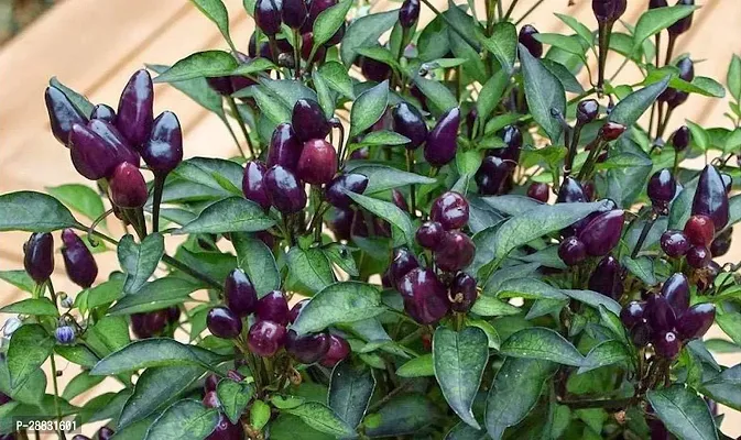 Baishnab Chili Seed  40 psBlack Prince Chilli Pepper Imported Seeds40PIECE-thumb0