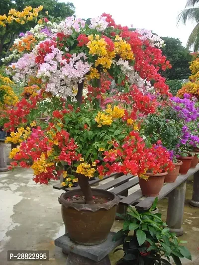 Baishnab  Bougainvillea Plant CF687 Baugainvillea P