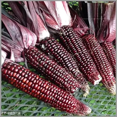 Baishnab corn sed 20ps hhjCorn  Seeds  VXL 17120PIECE