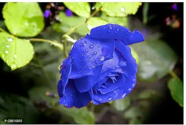 Baishnab  Blue Rose Plant 3 Rose Plant-thumb0