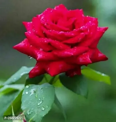 Baishnab  helthy live red rose plant Rose Plant-thumb0