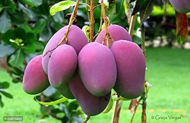 Baishnab  Mango Plant  White MangoAam Plant  Man