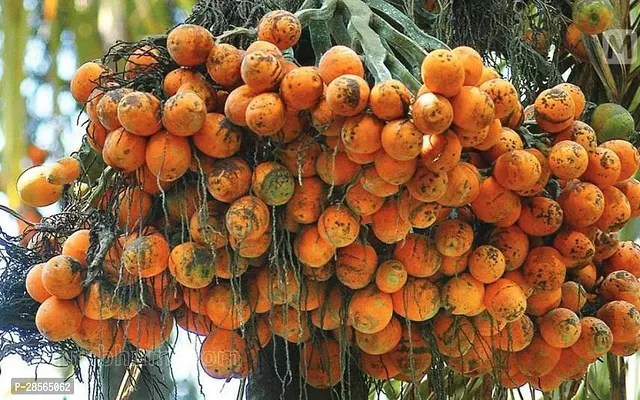 Baishnab Betel NutSupari Plant Arecanut(Model name-Sree varjdhan) plant-thumb2