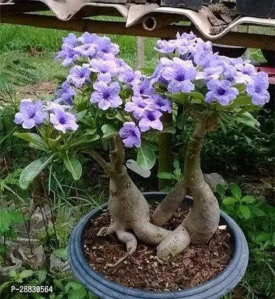 Baishnab  Hydrid Adenium plant 002 Adenium Plant