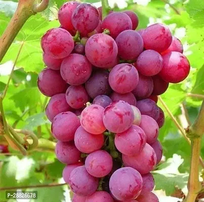 Baishnab  Red Greapes Plant Grape Plant-thumb0