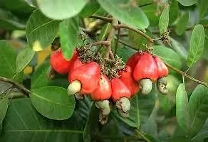 Baishnab Cashew Plant KAJU PLANT CSSA-thumb1