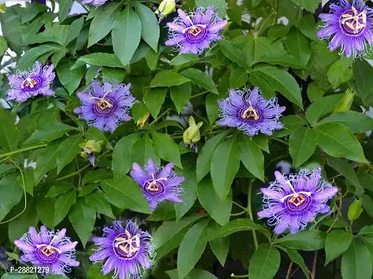 Baishnab  PASSION PLANTgenus Passiflora Passion Pl