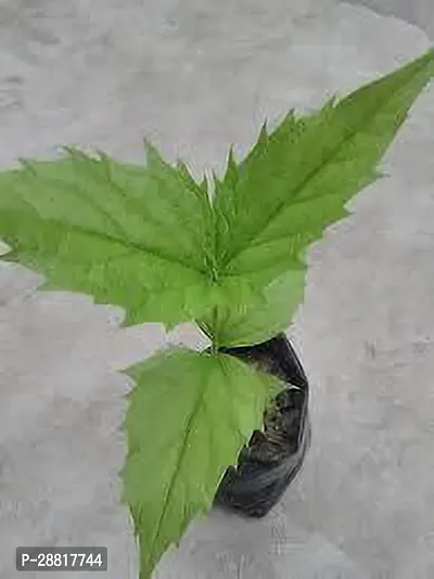 Baishnab  Harsringar plant ParijatHarsingar Plant