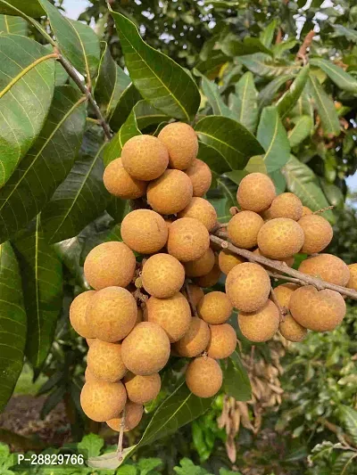 Baishnab  Longan Hybrid Exotic Fruit Live  Plant A