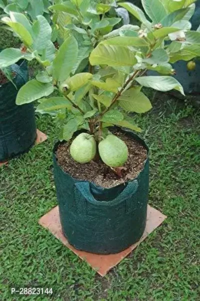 Baishnab  Guava Fruit Plant Guava Plant-thumb0