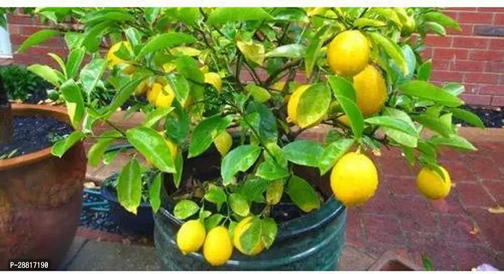 Baishnab  Hybrid Kagazi Lemon Plant 0211 Lemon Pla-thumb0