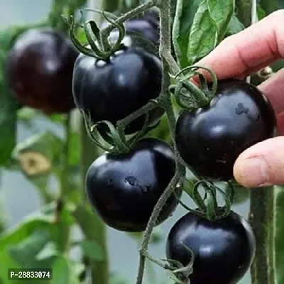 Baishnab Tomato seed  100 ps parAromatic Organic Cherry and Black Tomato Indigo100PIECE-thumb0