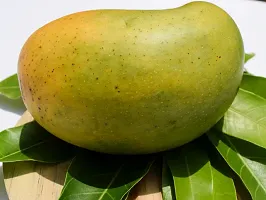 Baishnab Mango Plant Gir Kesar Mango Plant - Grafted-thumb2