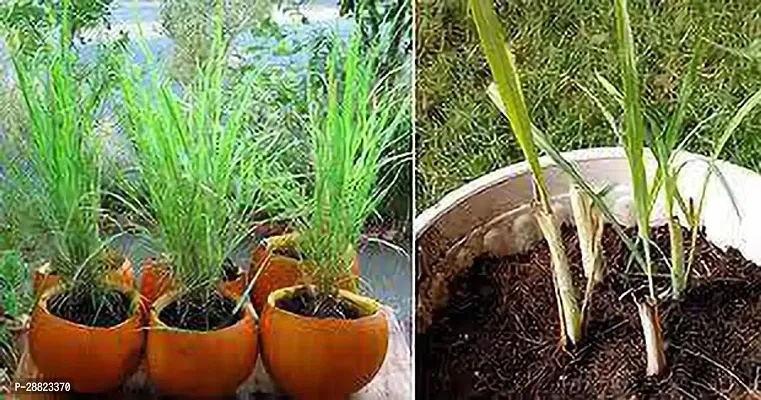 Baishnab  Silky heads plant CFO478 Lemon Grass P