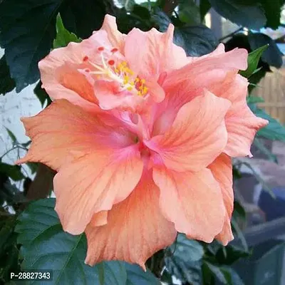 Baishnab  Hibiscus Gudhal Flower Peach Double-thumb0