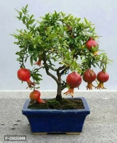 Baishnab  Pomegranate Live Plant CF0062991 Pomegr-thumb0