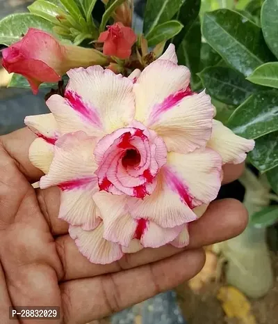 Baishnab  Flower gardening Adenium Plant-thumb0