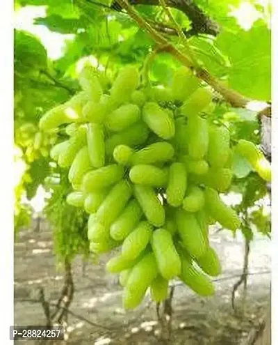 Baishnab  r411 Grapes Plant-thumb0