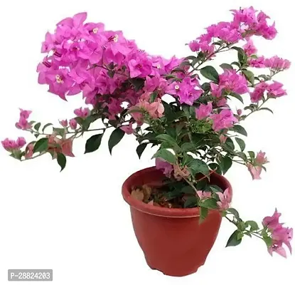 Baishnab  mm01 Bougainvillea Plant-thumb0