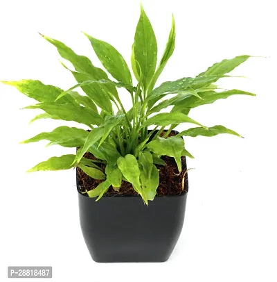 Baishnab  Peace Lily With Black Pot Peace Lily Plan-thumb0