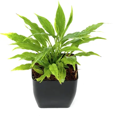 Limited Stock!! Plant & Planters 