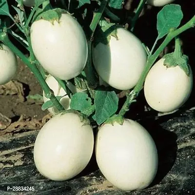 Baishnab Brinjal seed g 60prpkExotic White Brinjal  seeds60PIECE-thumb2