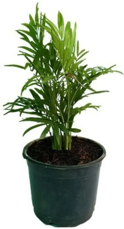 New Arrival Plant & Planters 