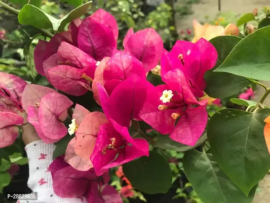 Baishnab  Bougainvillea Plant CF000170 Baugainvil