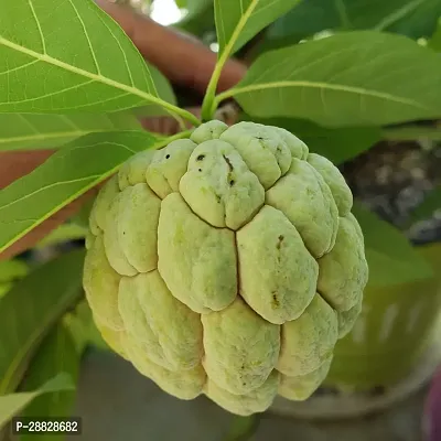 Baishnab  Custard Apple Live Plant Disha309078 C-thumb0