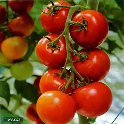 Baishnab Tomato Seed dp 35psNSIC15135PIECE-thumb0