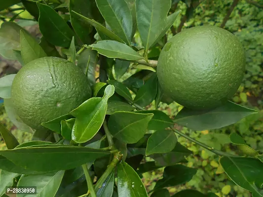 Baishnab  Enterprise Malta Lemon Plant-thumb0