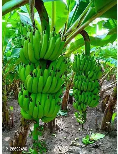 Baishnab Banana Plant ecp worlds banana palnt-thumb0