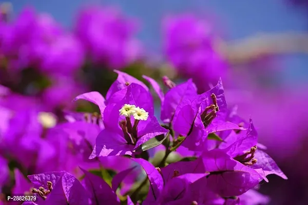 Baishnab  Bougainvillea Plant CF00011 Baugainvill-thumb0