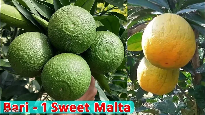 Baishnab  Bari 1 Malta Mosambi Variety Grafted Frui-thumb0