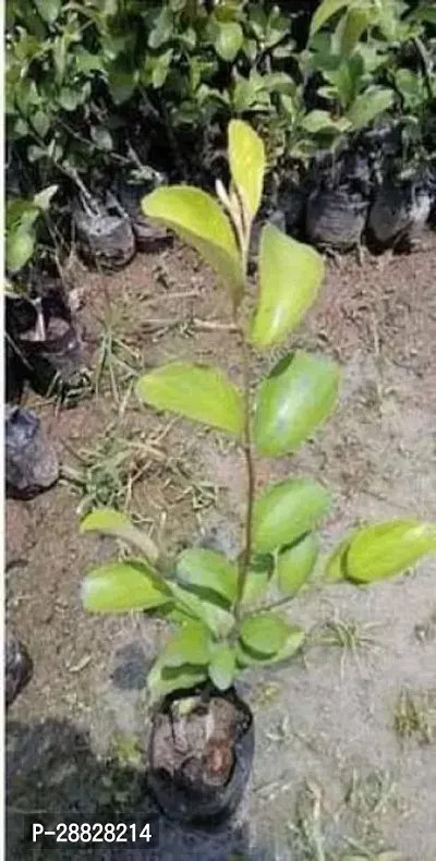 Baishnab  Custard Apple Plant3 Custard Apple Plant-thumb0