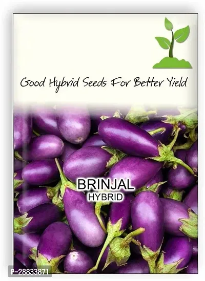 Baishnab Brinjal seed 120 per packetHAU 824 Brinjal F1 Hybrid Imported Vegetable Seeds120PIECE