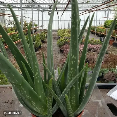 Baishnab  HybridAloevera10 Aloe Vera Plant-thumb0