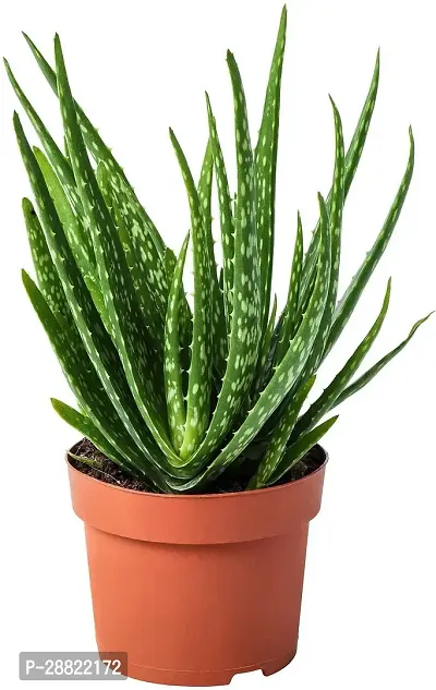 Baishnab  Aloevera plant Green pack of 1 Aloe Vera-thumb0