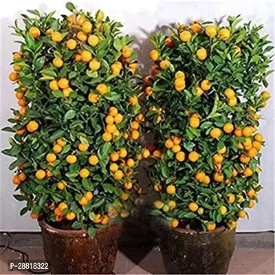 Baishnab  Live Plant Orange Rare Mandarin Sweet Dwa-thumb0