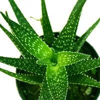 Baishnab Aloe Vera Plant Alovera Plant-thumb1