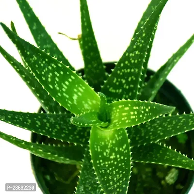 Baishnab Aloe Vera Plant Alovera Plant-thumb2