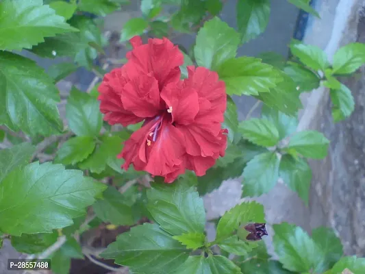 Baishnab Hibiscus Plant HIBISCUSSEMBARUTHI RED DOUBLE LAYER FLOWER LIVE PLANT