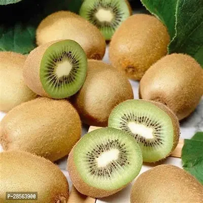 Baishnab Kiwi Plant IIWI1-thumb0