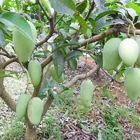 Baishnab Mango Plant Mango Fruit Live Plant Mulgoba-thumb1